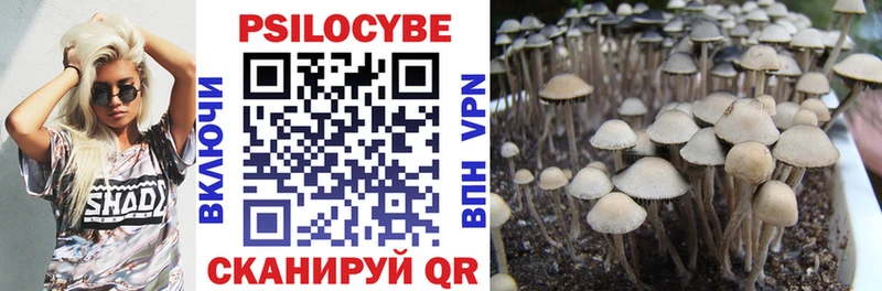 где купить наркотик Дивногорск Псилоцибиновые грибы Magic Shrooms